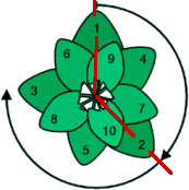 El ángulo de oro en la disposición de pétalos de una flor.