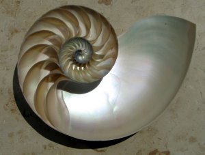 La concha del nautilus La concha del nautilus