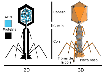 Esquema de un virus