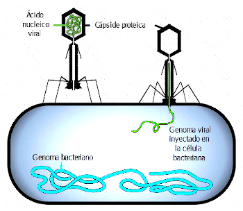 Esquema de un virus