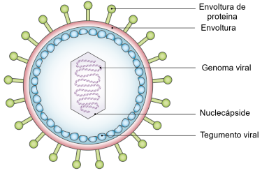 Esquema de un virus